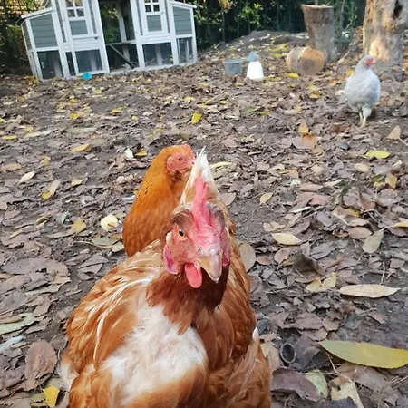 Tremele Bed & Breakfast Dreumel