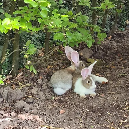 Tremele Bed & Breakfast