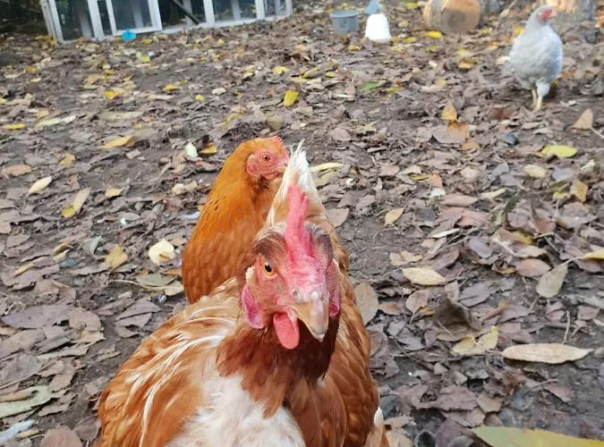 Tremele Frühstückspension Dreumel